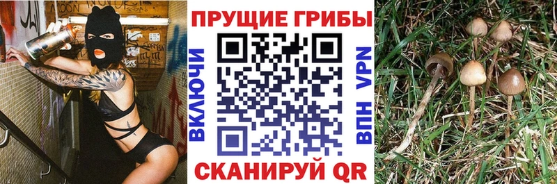 Псилоцибиновые грибы MAGIC MUSHROOMS  дарнет шоп  Новошахтинск 